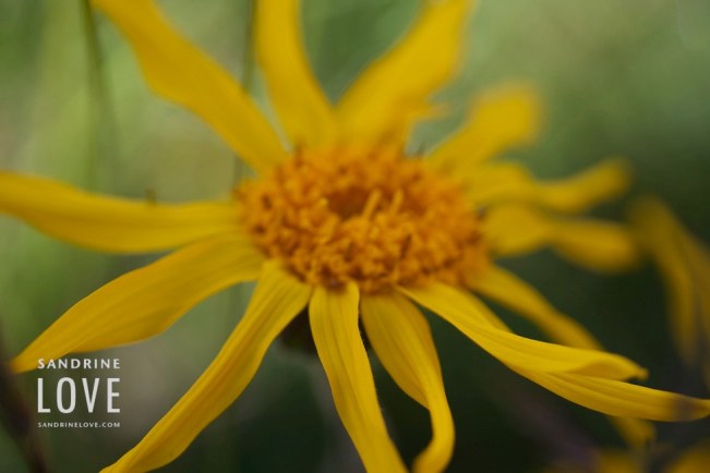 Bettmeralp-Switzerland 83