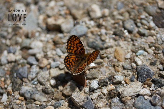 Bettmeralp, Switzerland 144