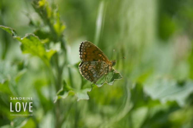 Bettmeralp, Switzerland 147