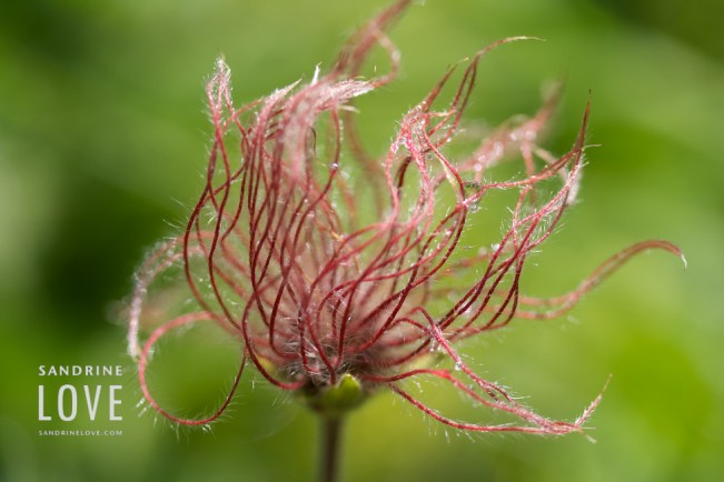 Bettmeralp, Switzerland 27