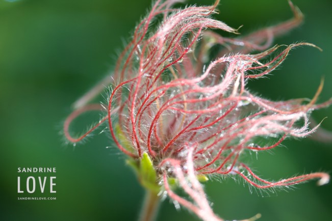 Bettmeralp, Switzerland 31