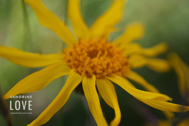 Bettmeralp, Switzerland 83