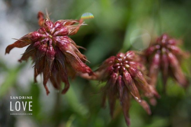 Bettmeralp, Switzerland 95
